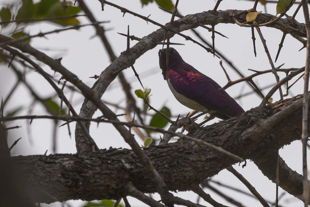 Violet-backed Starling - ML612194158