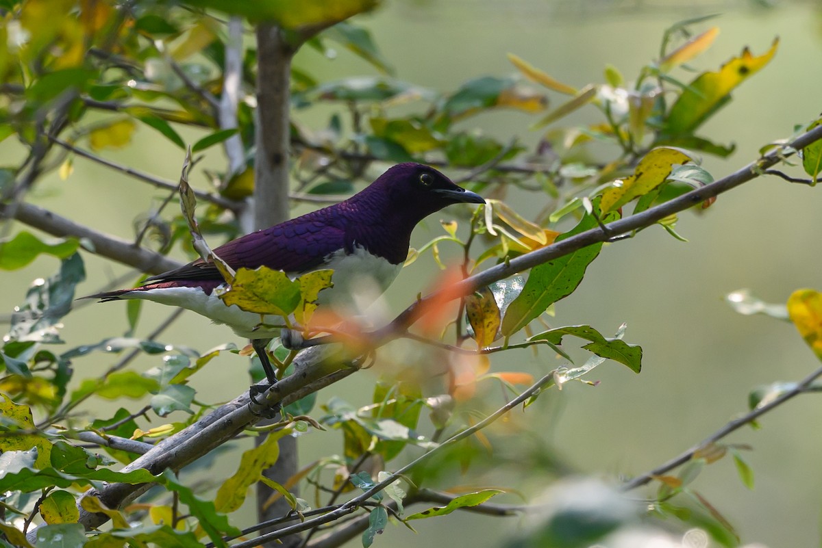 Violet-backed Starling - ML612194159