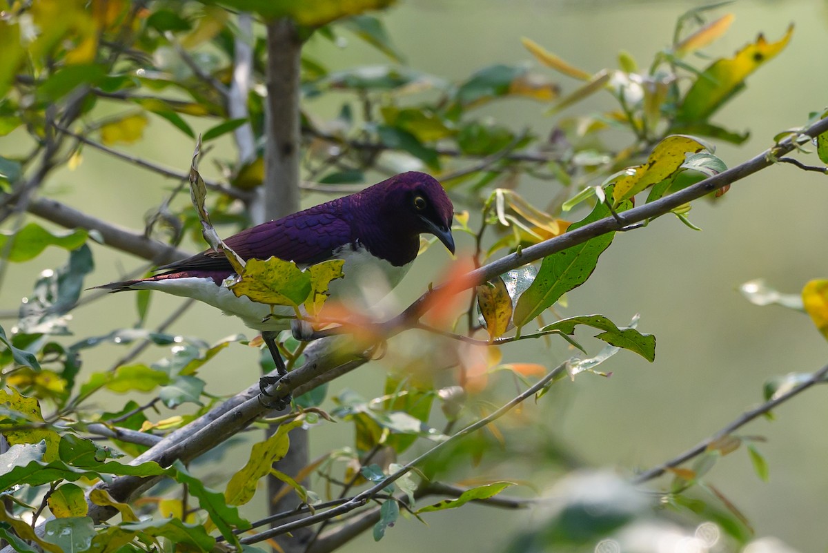 Violet-backed Starling - ML612194160