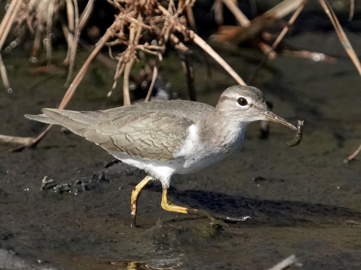 Spotted Sandpiper - ML612194166