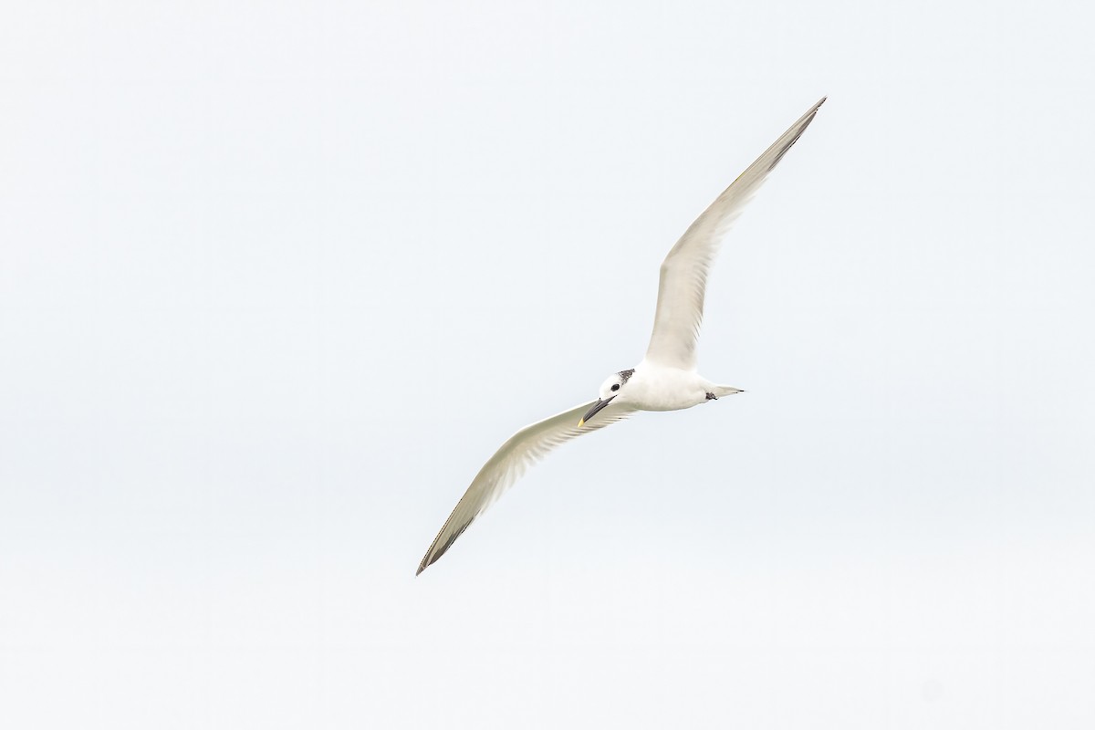 Sandwich Tern - ML612194247