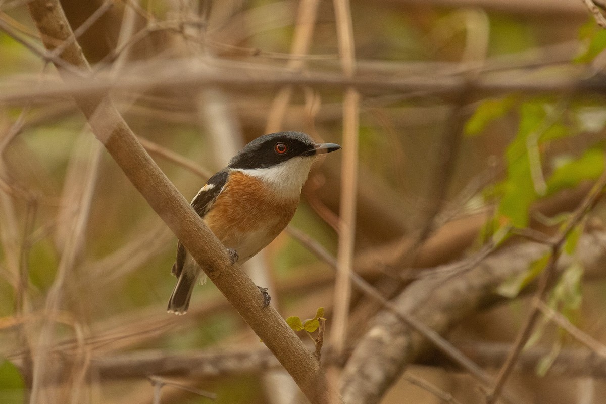 Woodwards' Batis - ML612194334