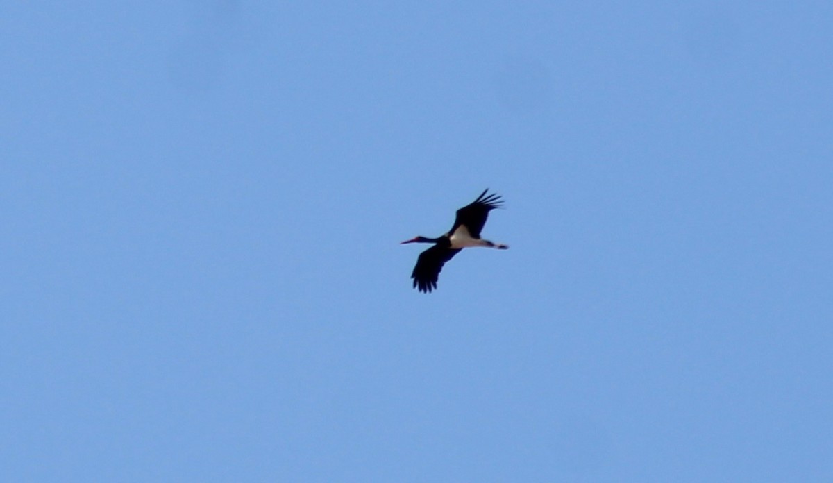 Black Stork - ML612194390