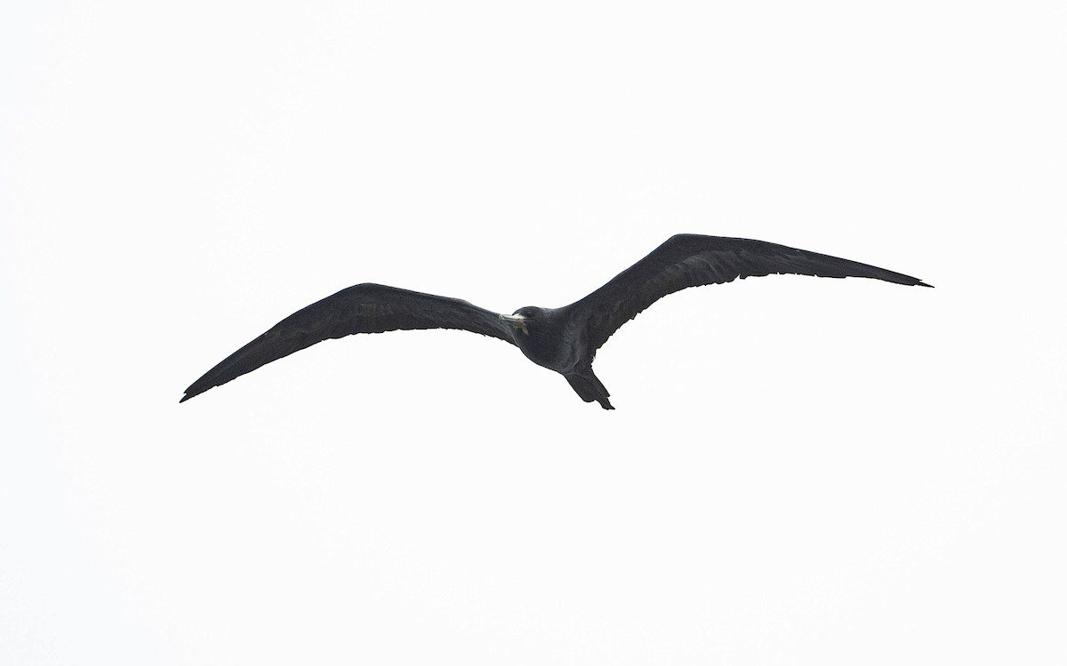 Magnificent Frigatebird - ML612194413