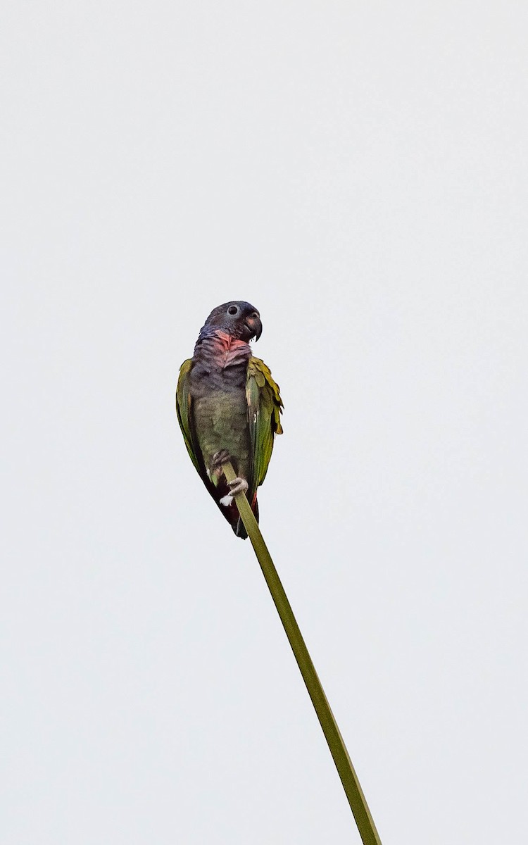 Blue-headed Parrot - ML612194434