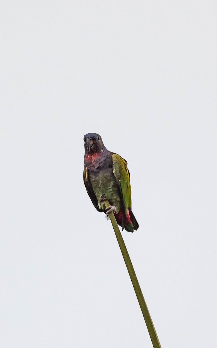 Blue-headed Parrot - ML612194435