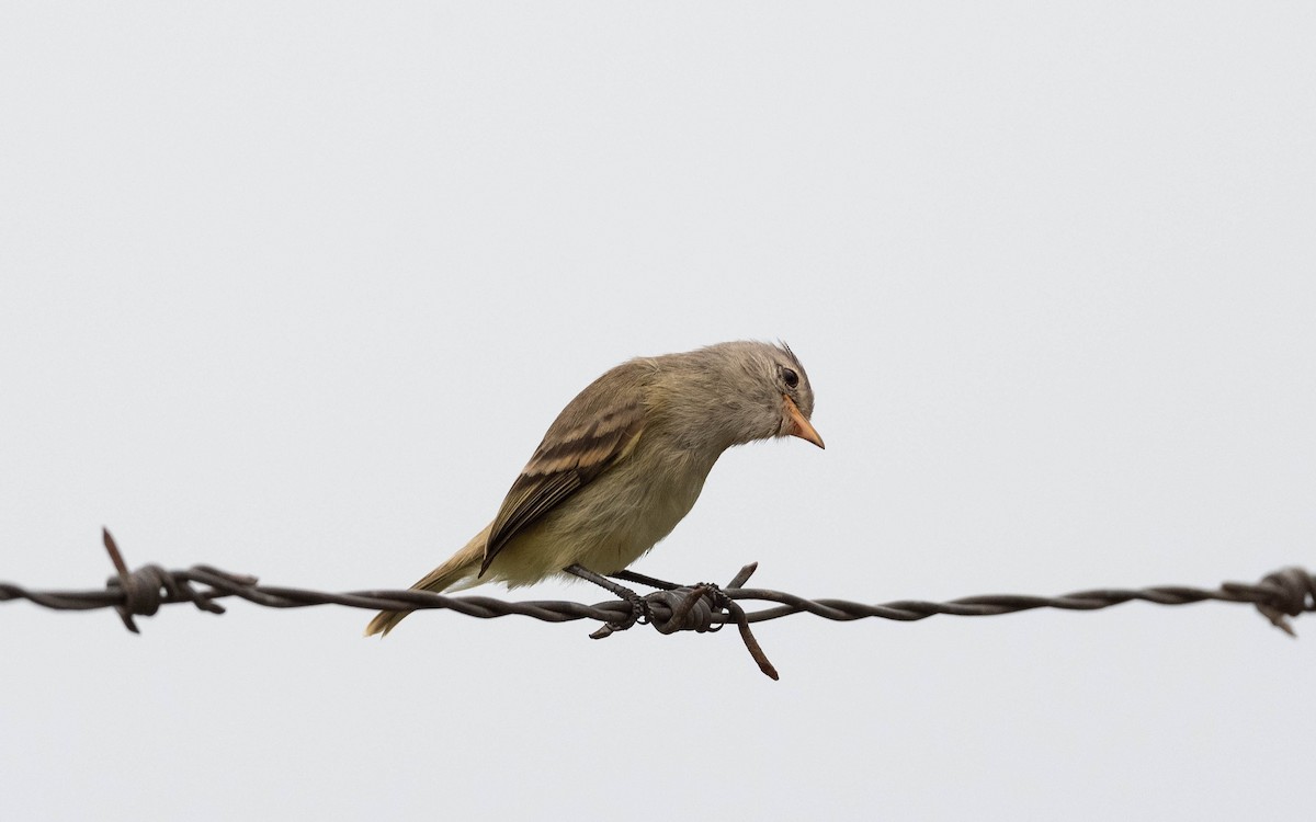 Yellow-bellied Elaenia - ML612194437