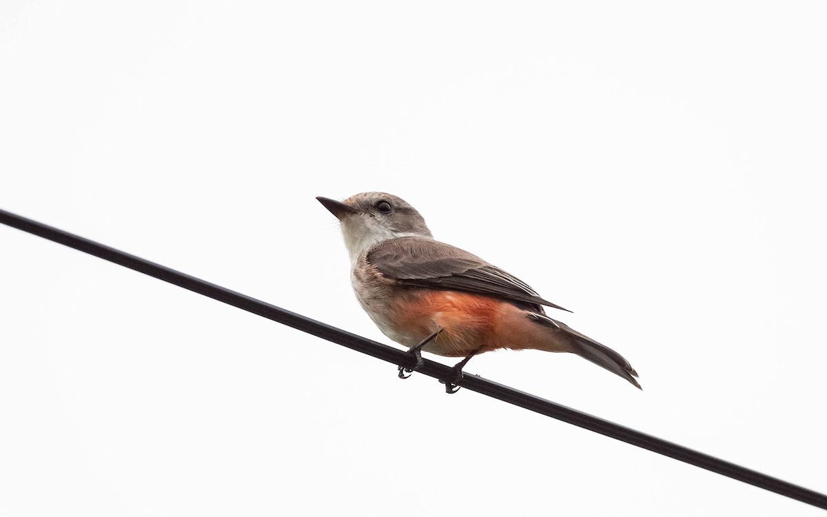 Vermilion Flycatcher - ML612194444