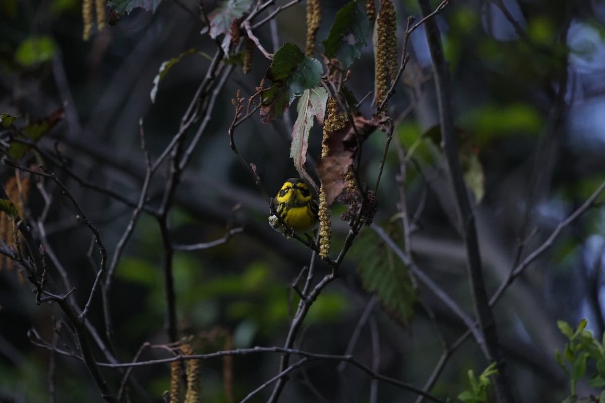 Townsend's Warbler - ML612194489