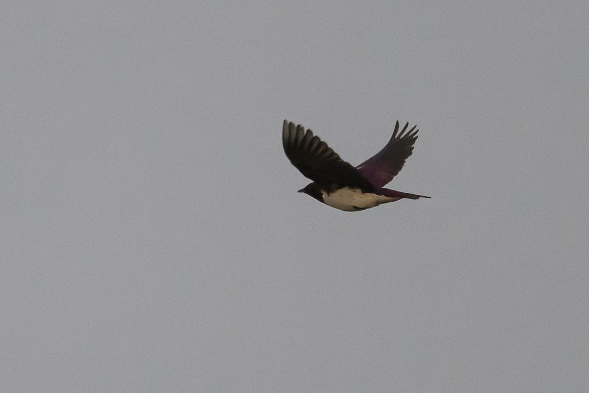 Violet-backed Starling - ML612194529