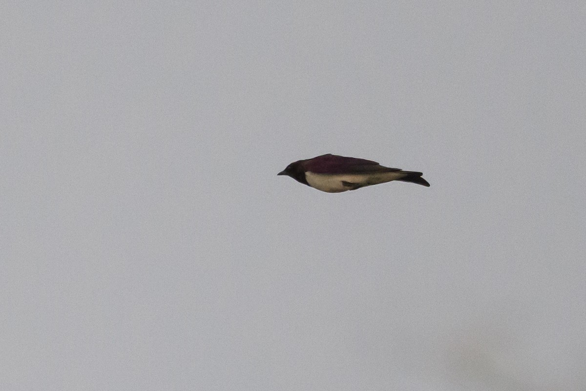 Violet-backed Starling - ML612194530