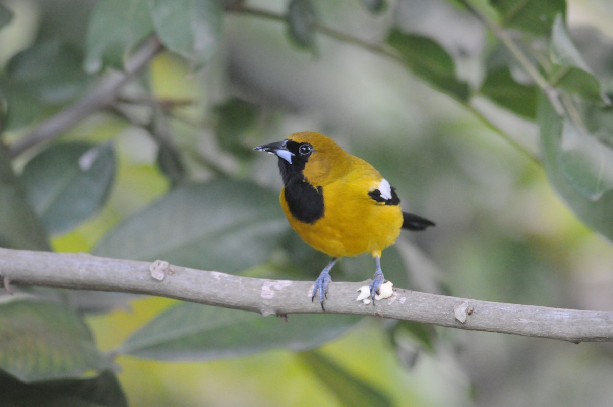 Oriole de Jamaïque - ML612194539