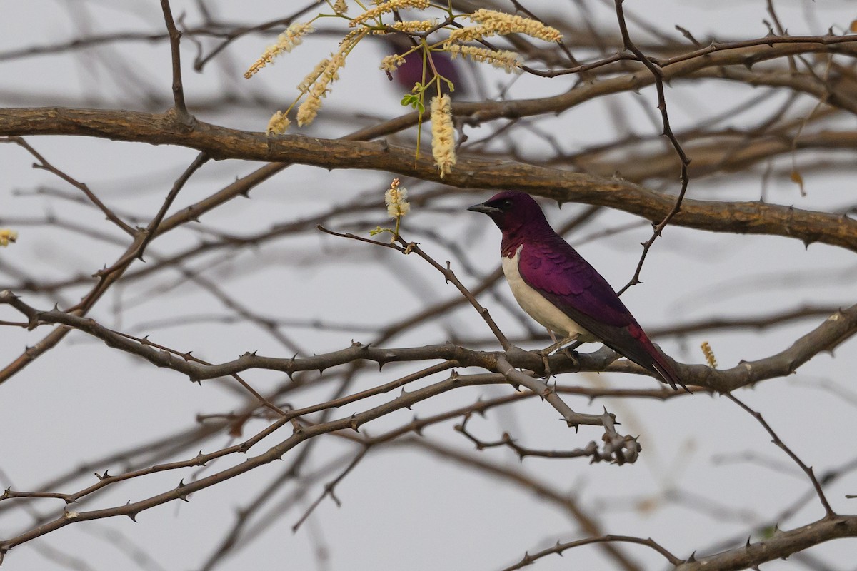 Violet-backed Starling - ML612194552