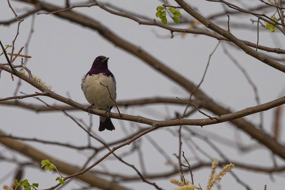 Violet-backed Starling - ML612194553