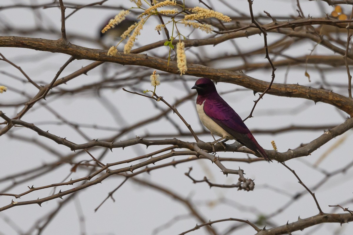 Violet-backed Starling - ML612194554