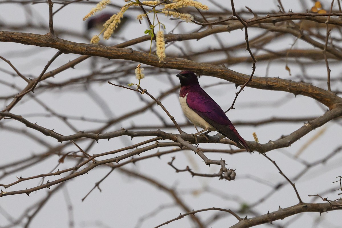 Violet-backed Starling - ML612194555