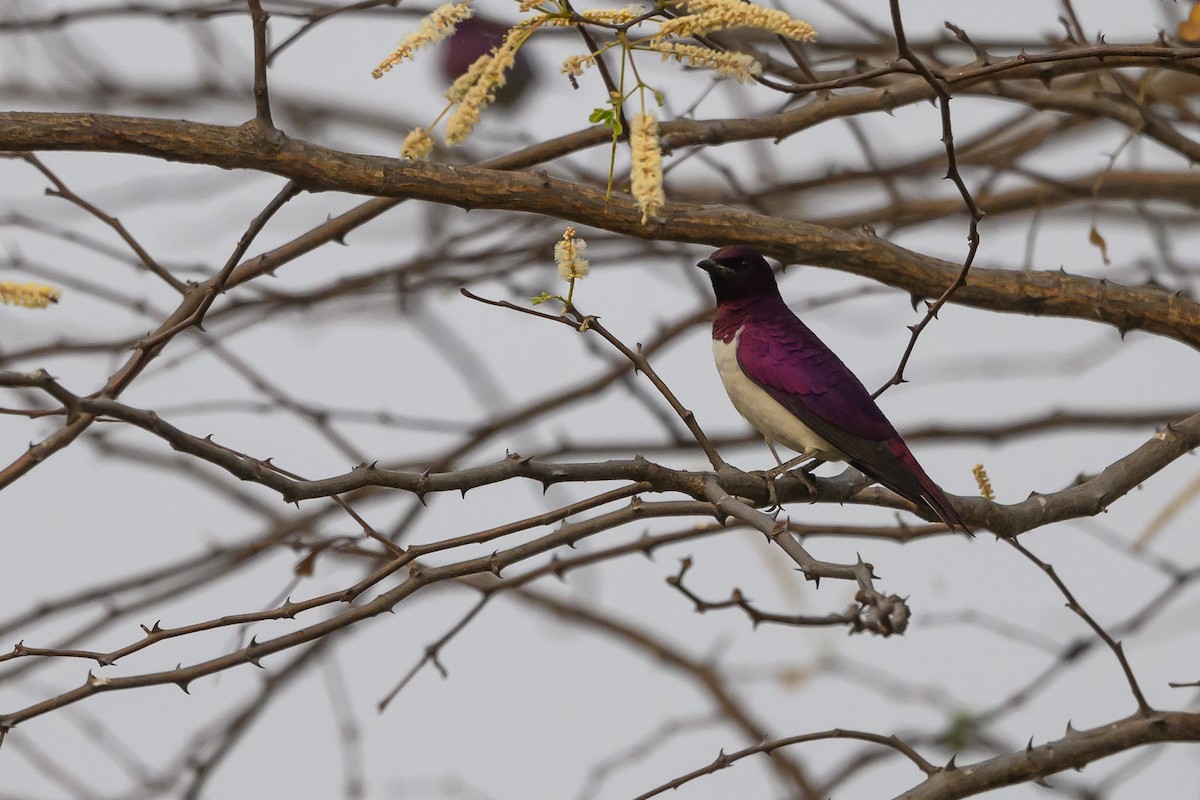 Violet-backed Starling - ML612194556