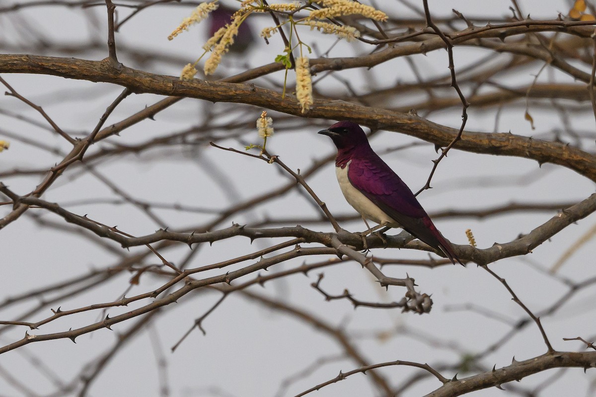 Violet-backed Starling - ML612194557