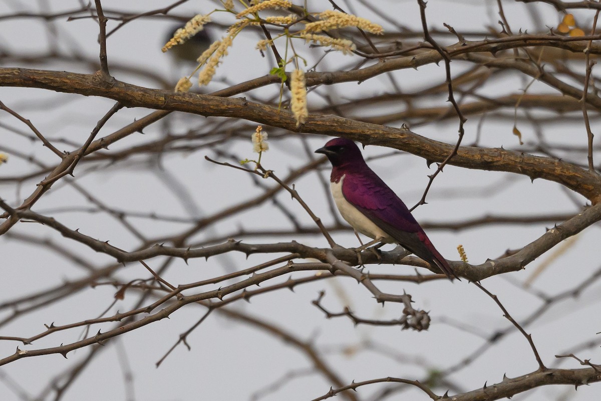 Violet-backed Starling - ML612194558