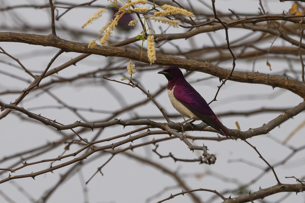 Violet-backed Starling - ML612194561