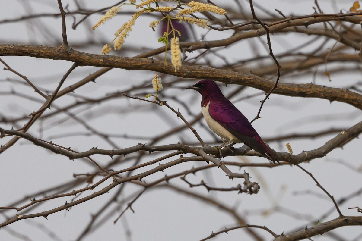 Violet-backed Starling - ML612194562