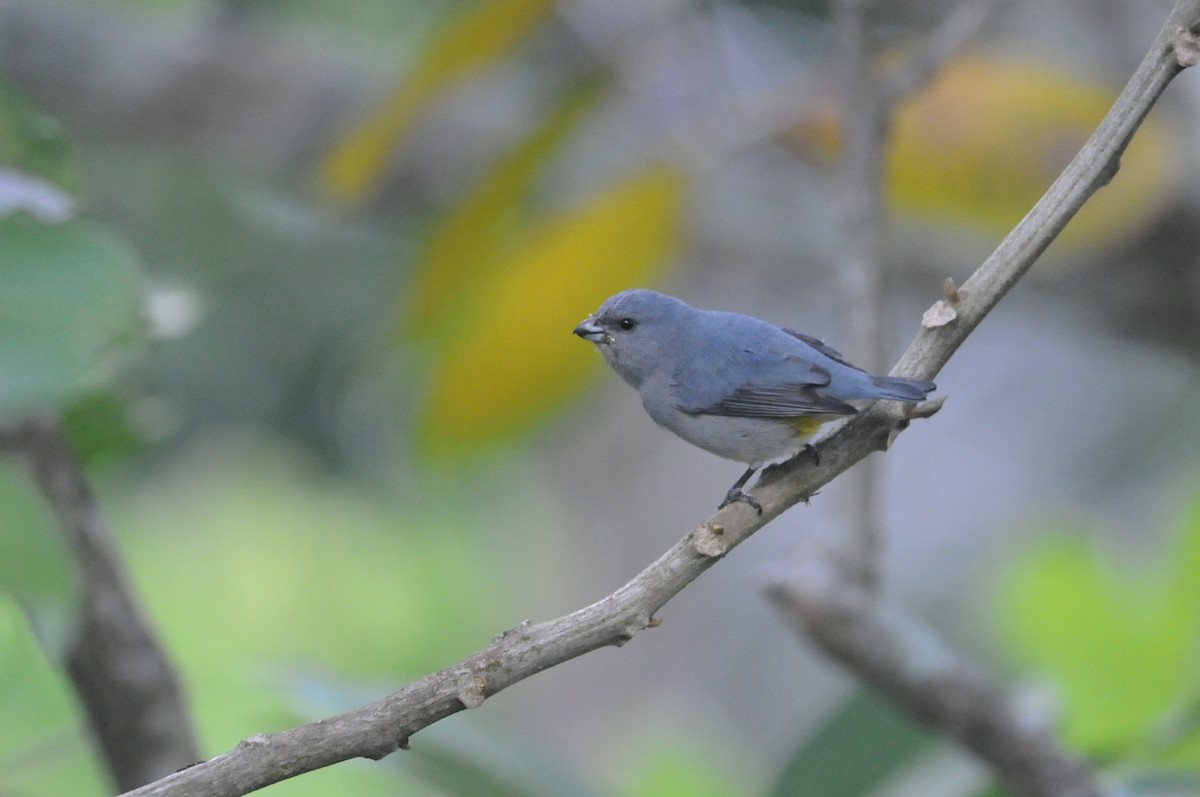 Jamaican Euphonia - ML612194589