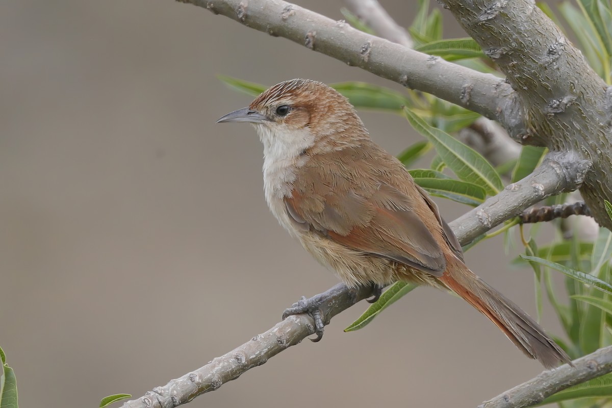 Streak-fronted Thornbird - ML612194665