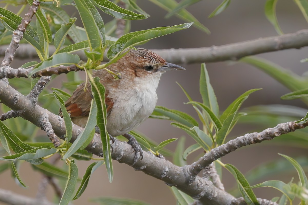 Streak-fronted Thornbird - ML612194666