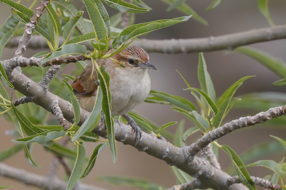 Streak-fronted Thornbird - ML612194667