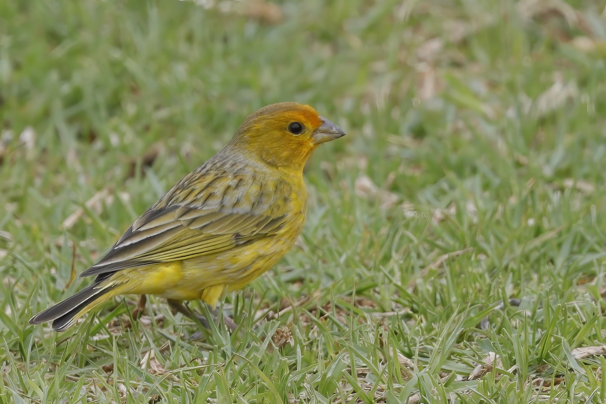 Saffron Finch - Jun Tsuchiya