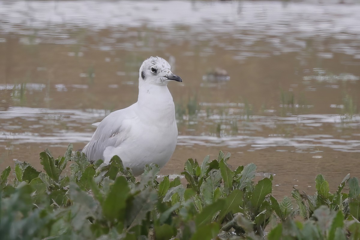 Gaviota Andina - ML612194767