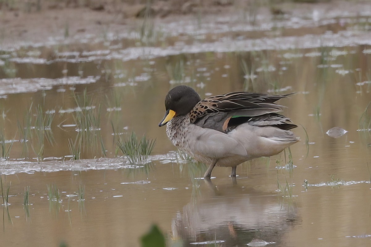 Yellow-billed Teal - ML612194777