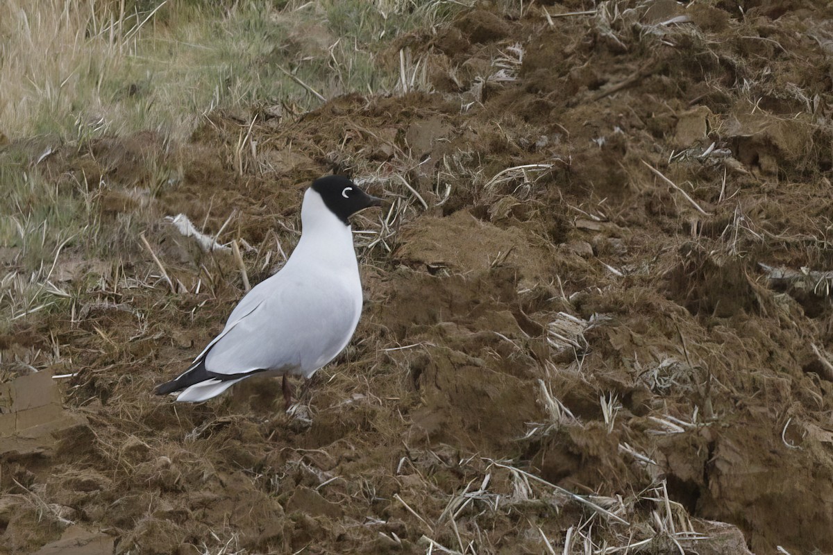 Andean Gull - ML612194779