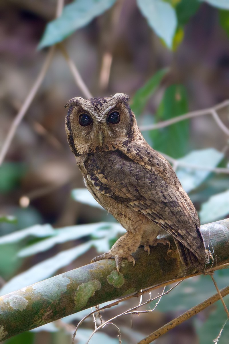 Collared Scops-Owl - ML612194843