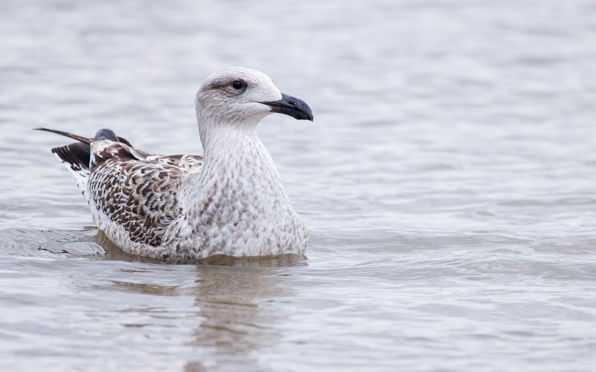 Great Black-backed Gull - ML612194853