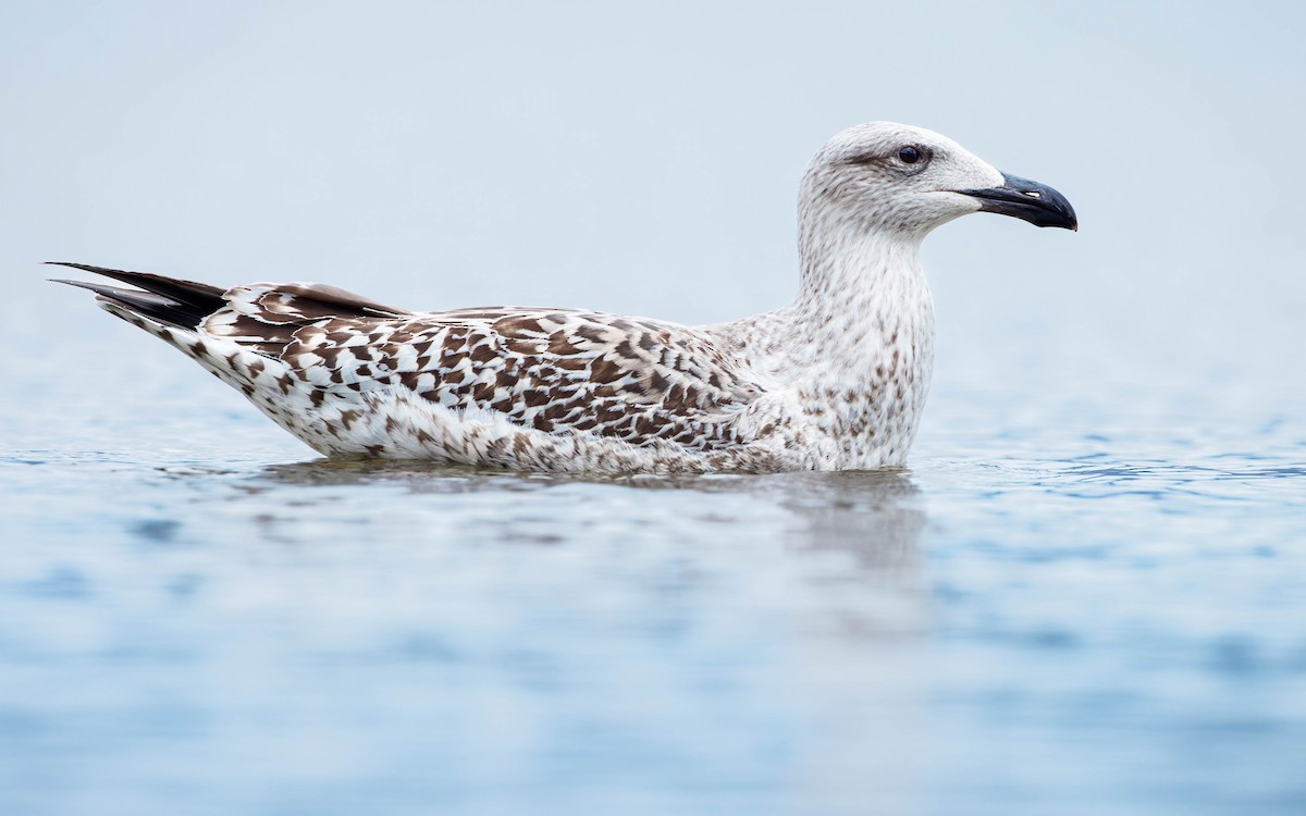 Great Black-backed Gull - ML612194854