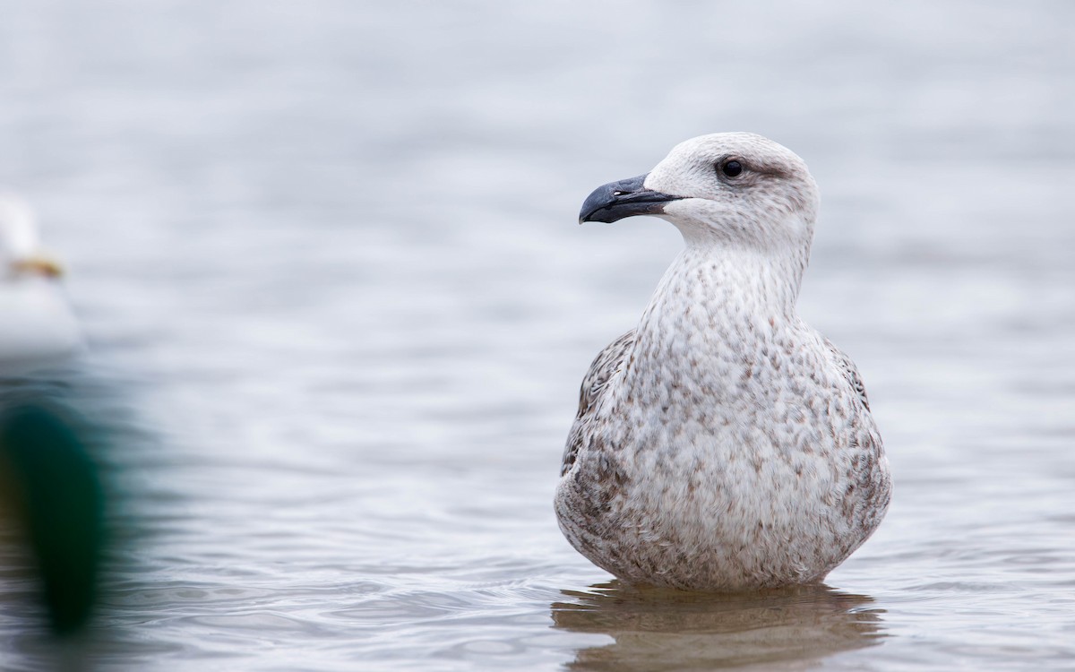 Great Black-backed Gull - ML612194855