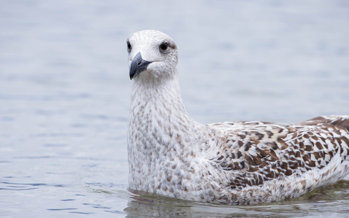 Great Black-backed Gull - ML612194859