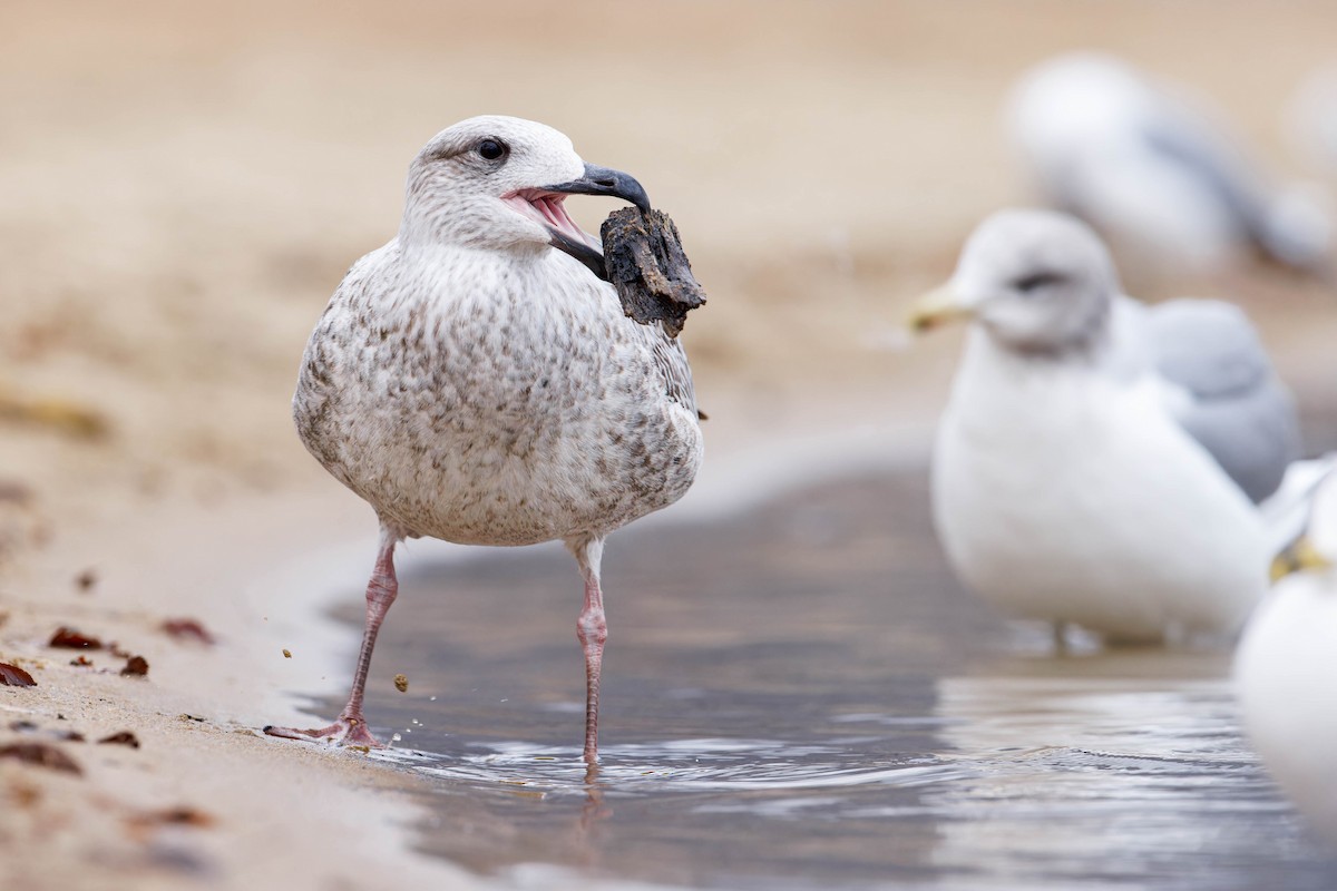 Great Black-backed Gull - ML612194860