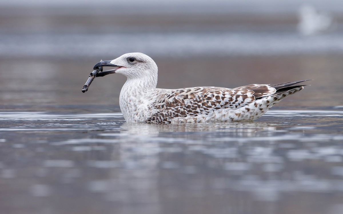 Great Black-backed Gull - ML612194861