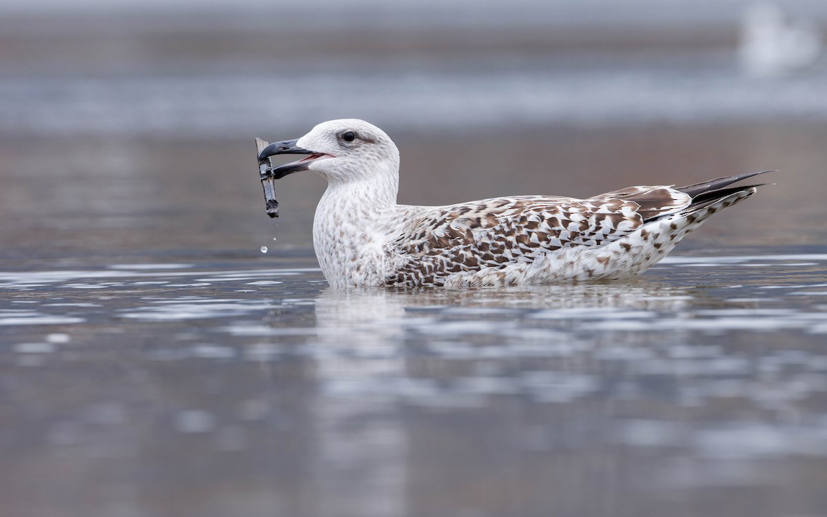 Great Black-backed Gull - ML612194862