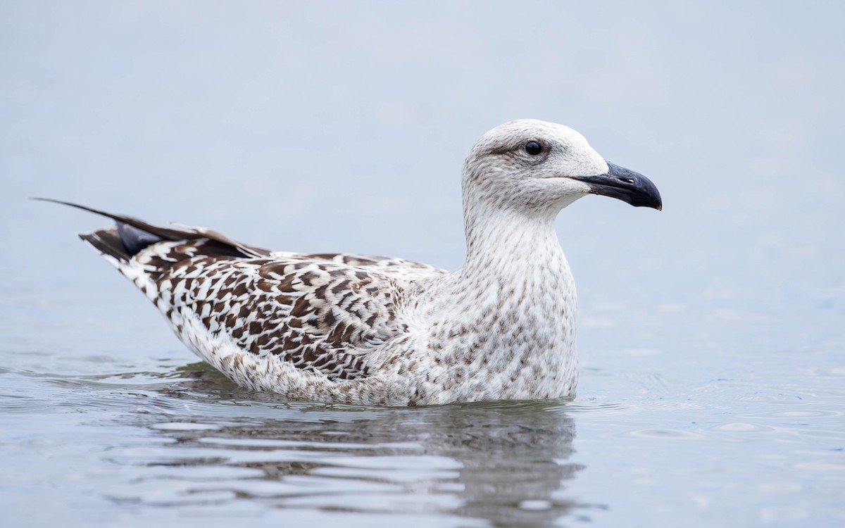 Great Black-backed Gull - ML612194863