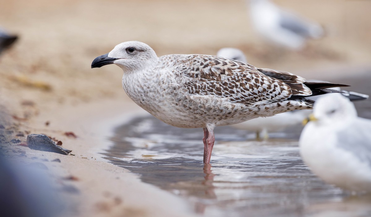 Great Black-backed Gull - ML612194866