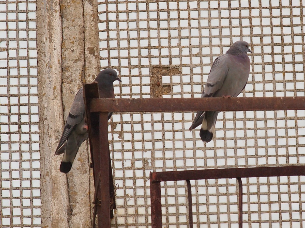 Pigeon des rochers - ML612194903