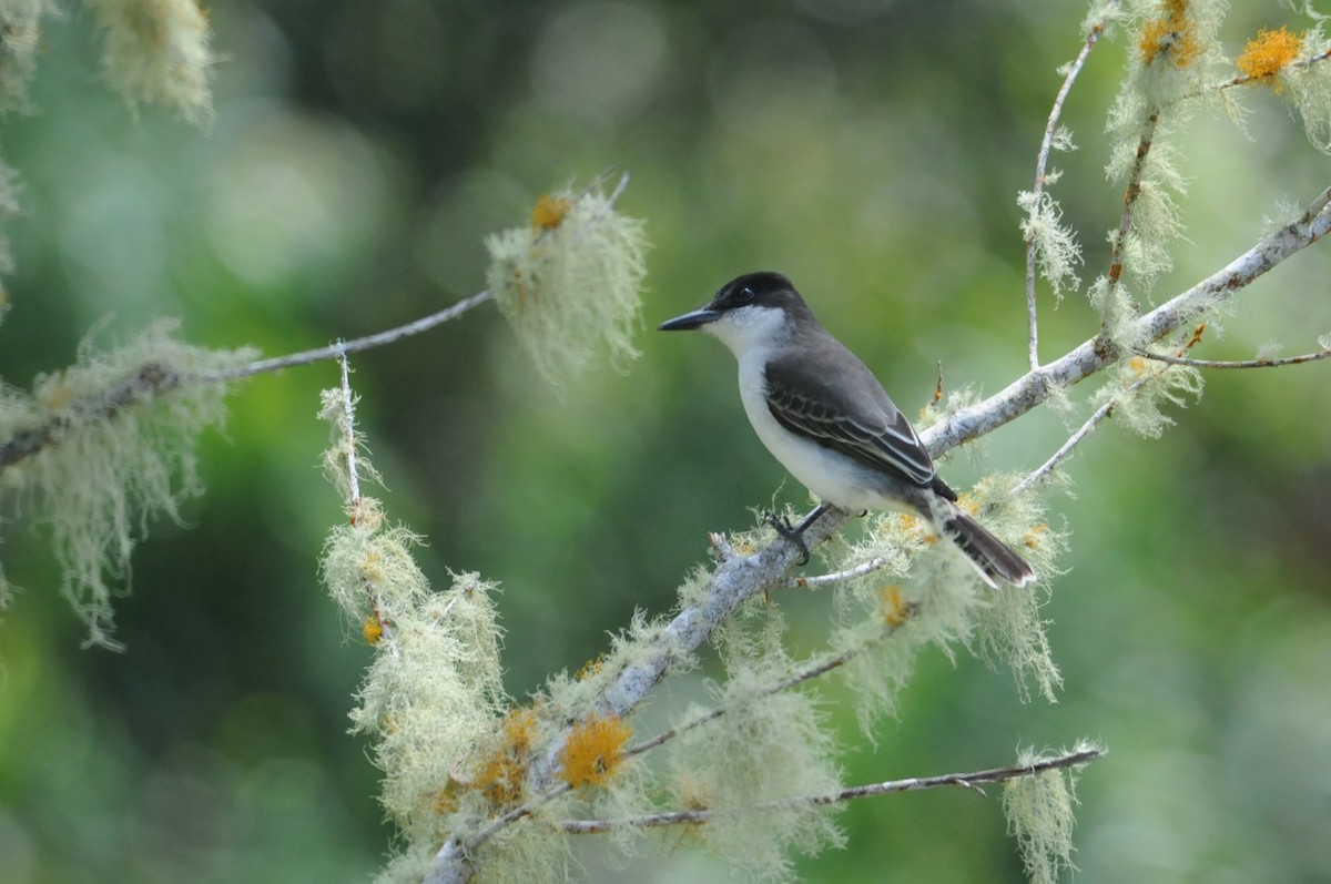 Loggerhead Kingbird - Ryan Merrill