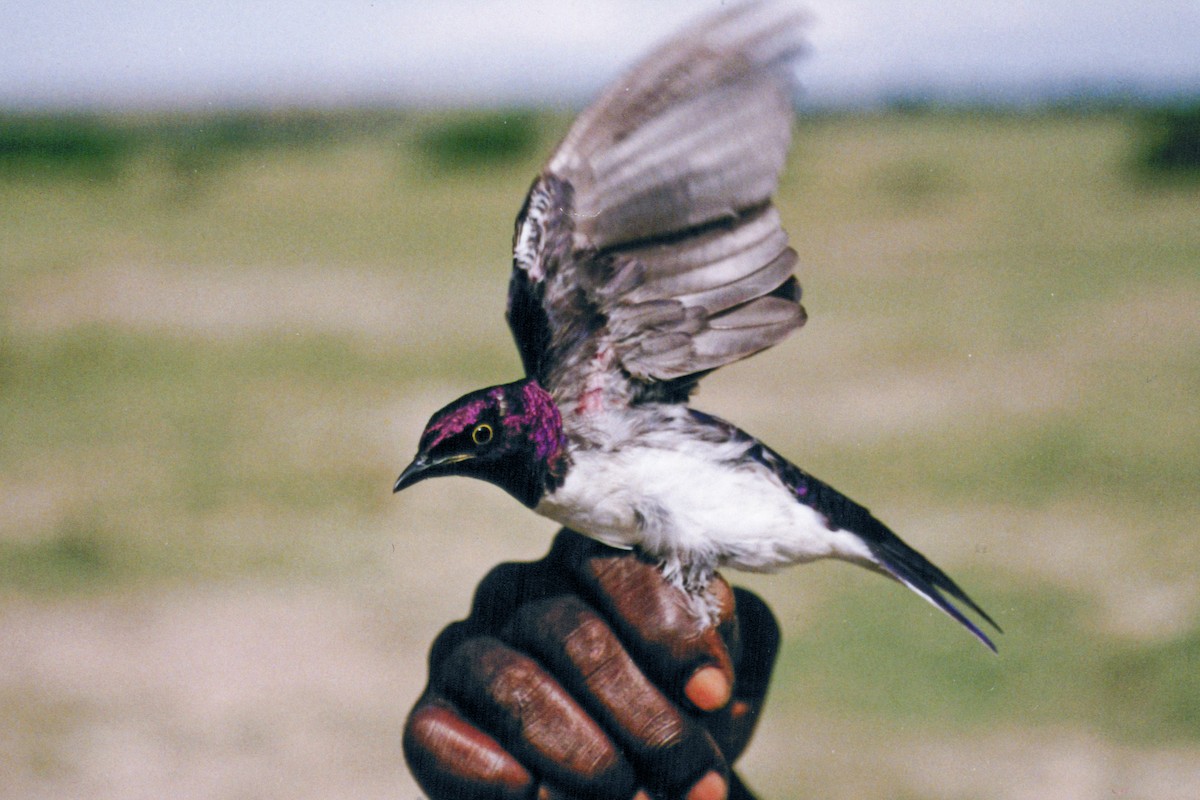 Violet-backed Starling - ML612194917