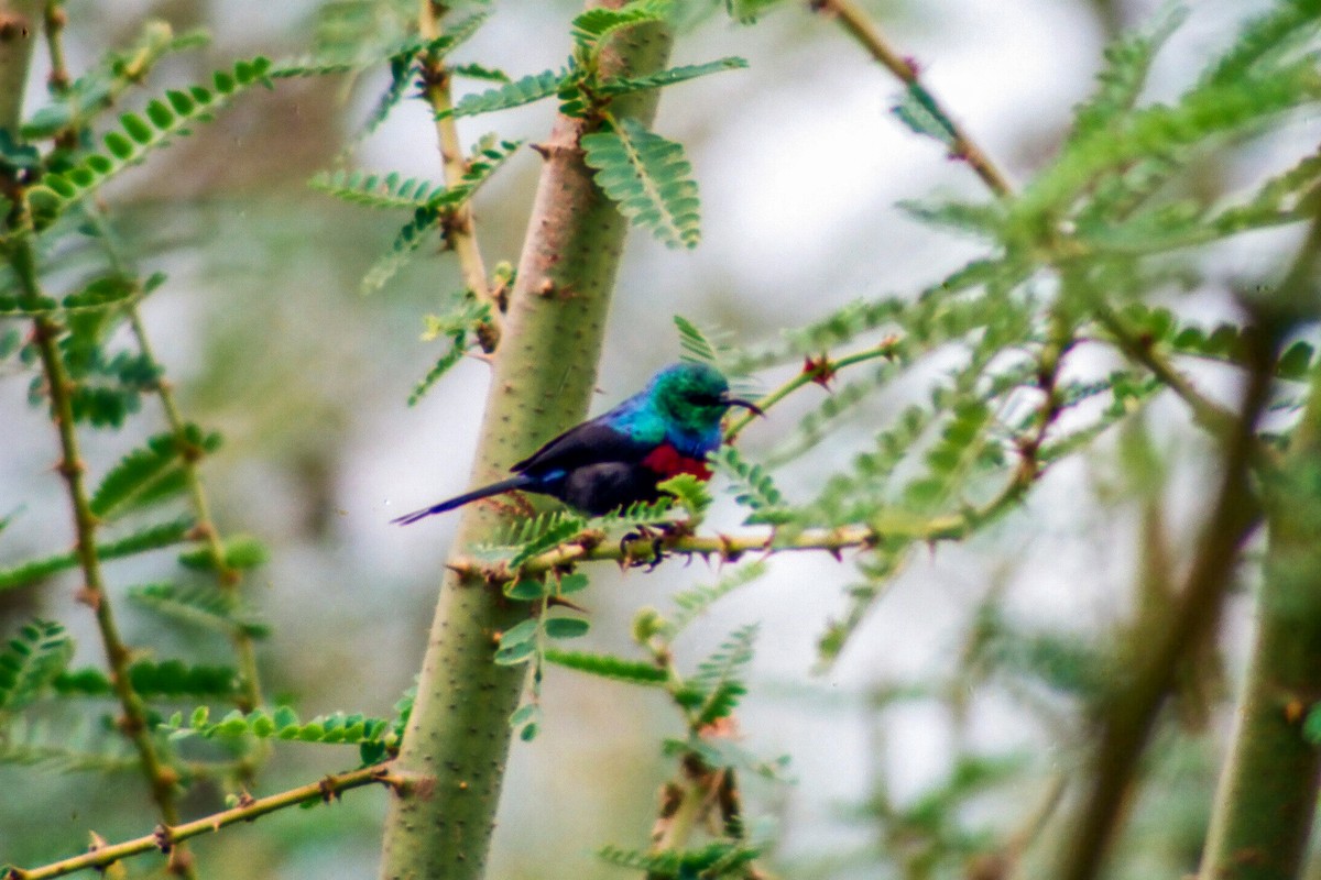 Red-chested Sunbird - ML612195018