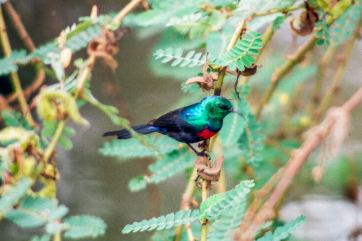 Red-chested Sunbird - ML612195019