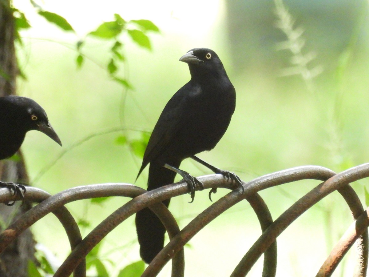 Greater Antillean Grackle - ML612195040