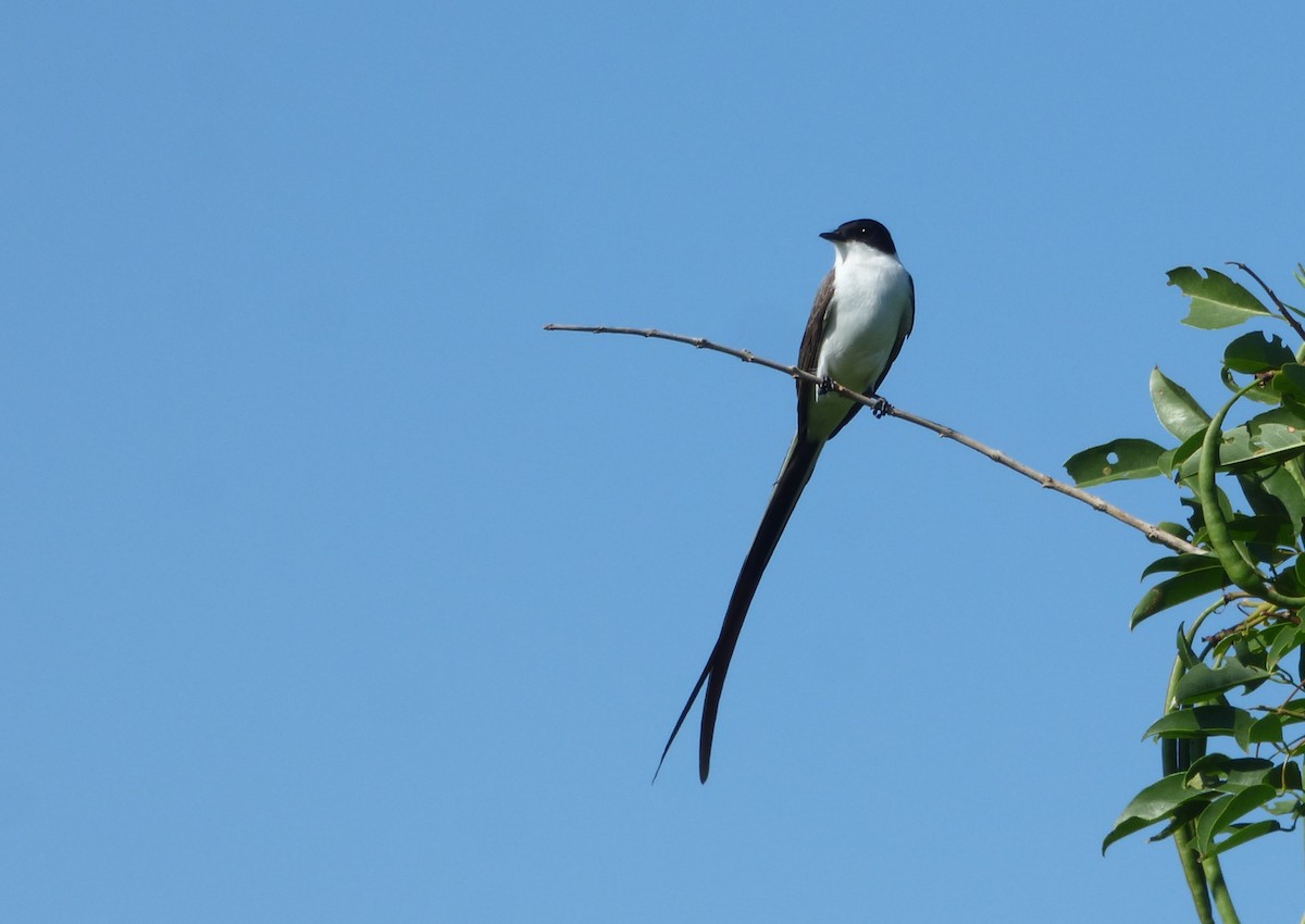 Fork-tailed Flycatcher - ML612195047